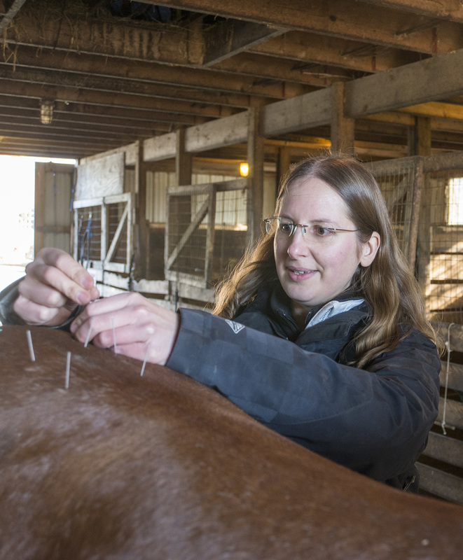 Mobile veterinarian treats with alternative medicine Cape Gazette
